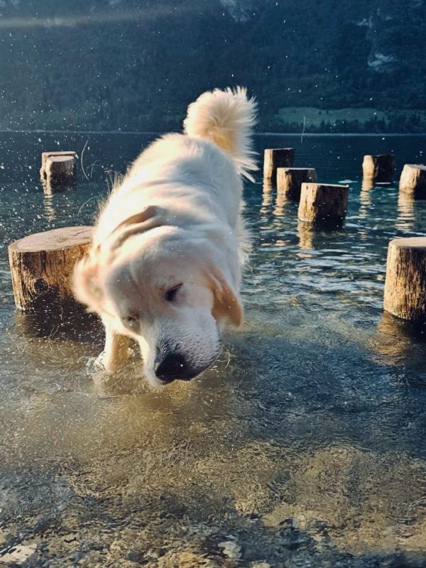 475c3c4b-f8e7-4b22-9437-09a5b6fdff0b